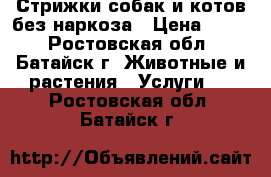 Стрижки собак и котов без наркоза › Цена ­ 500 - Ростовская обл., Батайск г. Животные и растения » Услуги   . Ростовская обл.,Батайск г.